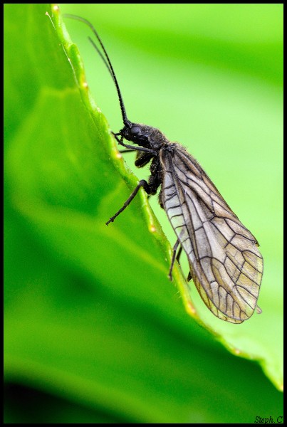 Macrophotographie-Insecte-5377-border.jpg